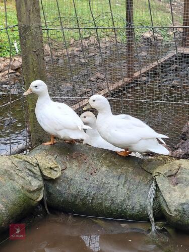2 PUREBRED CALL DUCKS - BIDS PER LIFE