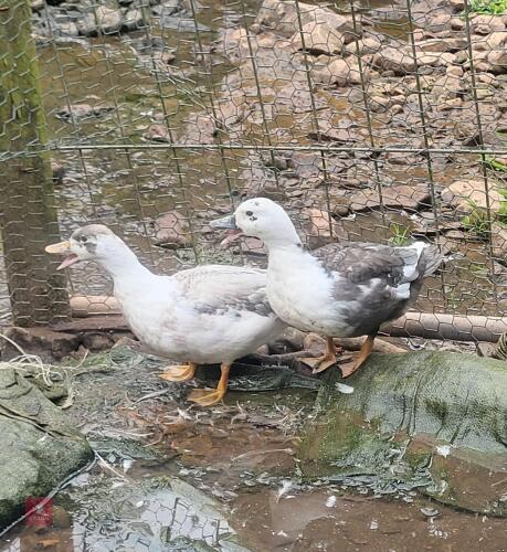 2 CALL DUCK X MALLARD DUCKS - BIDS PER LIFE