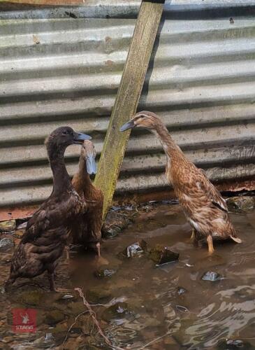 3 MIXED COLOUR INDIAN RUNNER DUCKS - BIDS PER LIFE