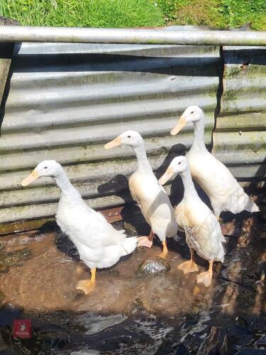QUARTET OF WHITE INDIAN RUNNER DUCKS - BIDS PER LIFE