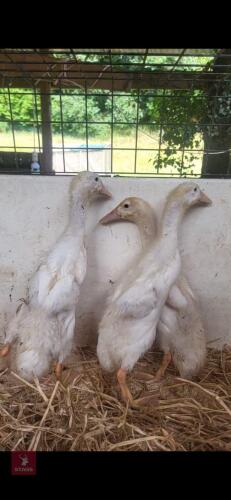 3 PUREBRED WHITE INDIAN RUNNER DUCKLINGS - BIDS PER LIFE