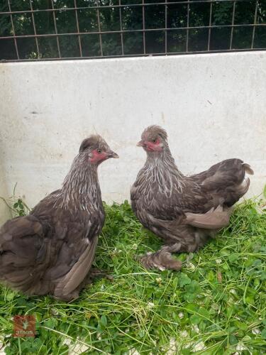 2 SILVER CHOCOLATE PEKIN X SILKIE PULLET - BIDS PER LIFE