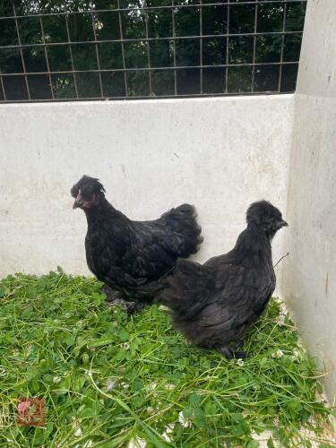 2 BLACK PEKIN X SILKIE PULLETS - BIDS PER LIFE