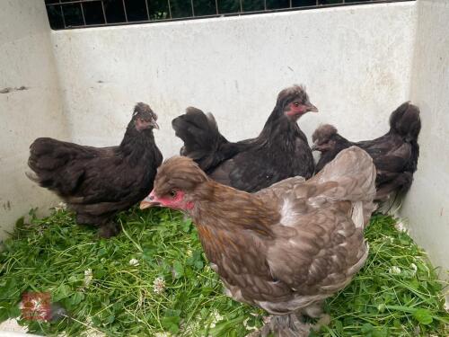 4 CHOCOLATE PEKIN X SILKIE PULLETS - BIDS PER LIFE
