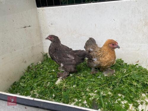 2 PUREBRED PEKIN BANTAM PULLETS - BIDS PER LIFE