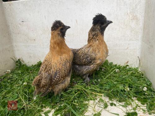 2 GOLD SPANGLED PEKIN X SILKIE PULLETS - BIDS PER LIFE
