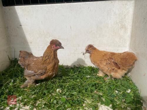2 GOLD PARTRIDGE PEKIN X SILKIE PULLETS - BIDS PER LIFE