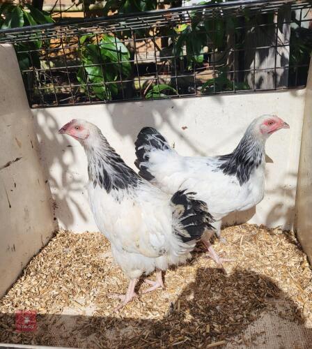 2 PUREBRED LIGHT SUSSEX PULLETS - BIDS PER LIFE