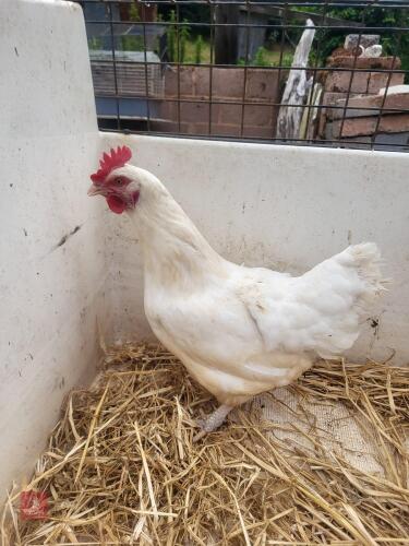 1YO WHITE SUSSEX HEN