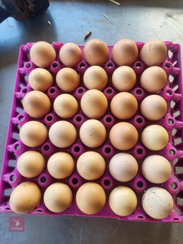 12 LARGE FOWL LIGHT SUSSEX HATCHING EGGS - BIDS FOR THE GROUP