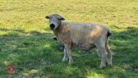 5YO PEDIGREE GREY FACE DARTMOOR RAM