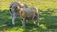 5YO PEDIGREE GREY FACE DARTMOOR RAM - 2