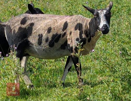 6T DUTCH SPOTTED EWE