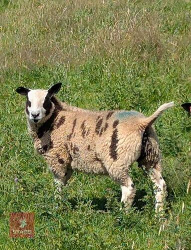 PUREBRED DUTCH SPOTTED EWE LAMB