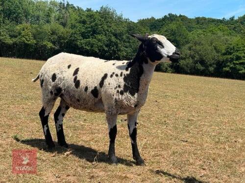 PEDIGREE DUTCH SPOTTED SHEARLING EWE