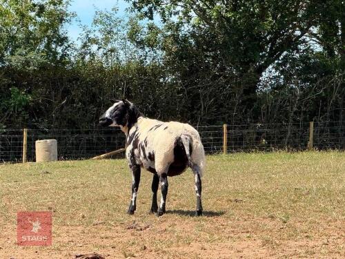 2YO PEDIGREE DUTCH SPOTTED EWE