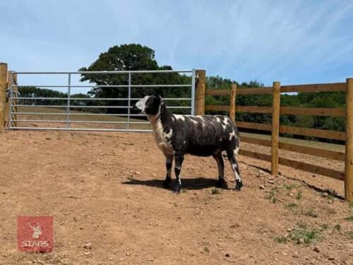 2YO PEDIGREE DUTCH SPOTTED EWE