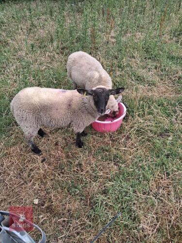 2 SUFFOLK EWE LAMBS - BIDS PER LIFE
