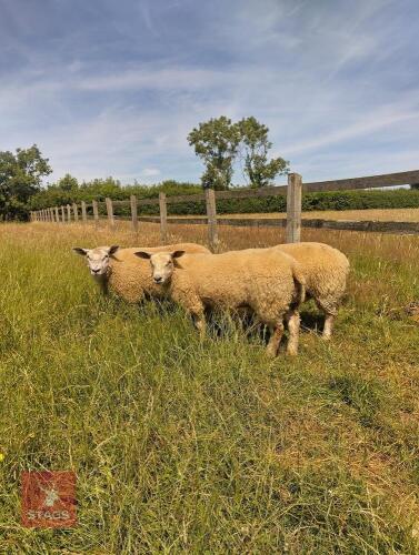 4 X 5MO BELTEX X CHAROLLAIS X EWE LAMBS - BIDS PER LIFE