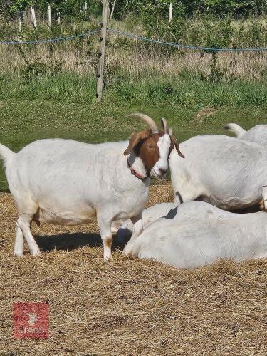 3 PEDIGREE BOER X DAIRY DOES - BIDS PER LIFE