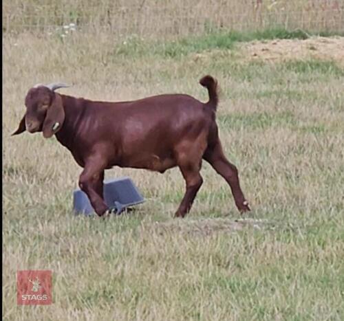 18MO PEDIGREE BOER BUCK