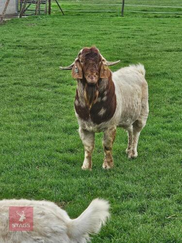 3YO PEDIGREE BOER BILLY