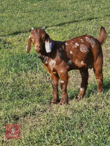 6MO PEDIGREE BOER BUCK