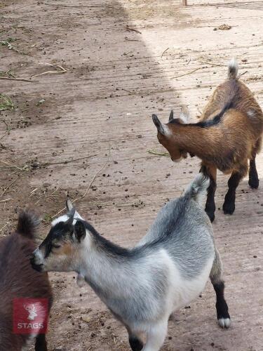 2 X 3MO PYGMY WETHERS - BIDS PER LIFE
