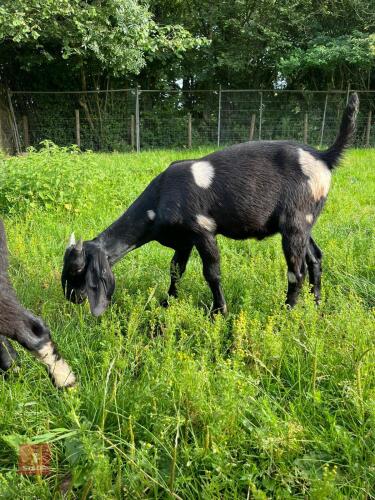 3 ANGLO NUBIAN WETHERS - BIDS PER LIFE