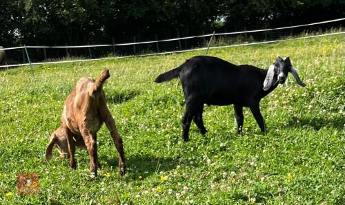 2 ANGLO NUBIAN WETHERS - BIDS PER LIFE