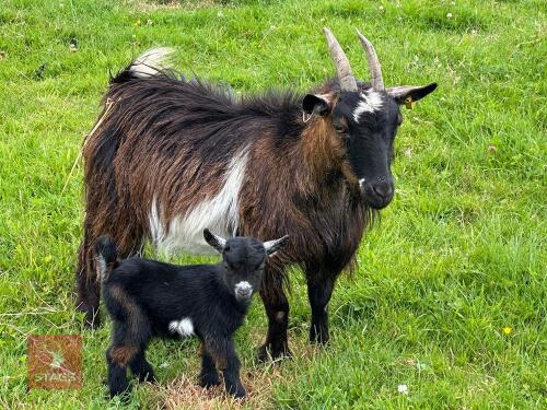 2YO PYGMY NANNY WITH KID AT FOOT - BIDS PER LIFE