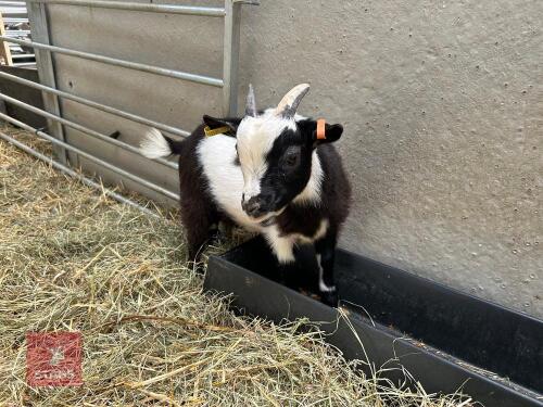 5MO PYGMY BILLY GOAT