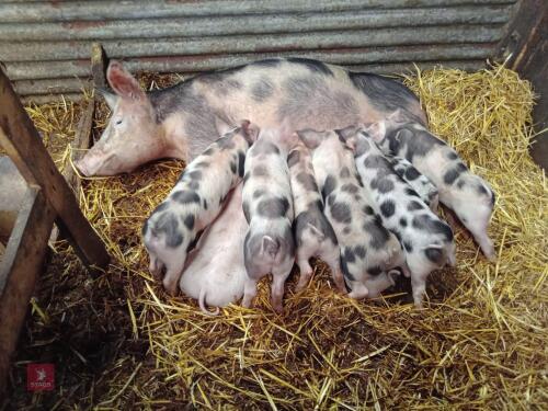 5 X 8WO WELSH X PIETRAIN WEANERS - BIDS PER LIFE