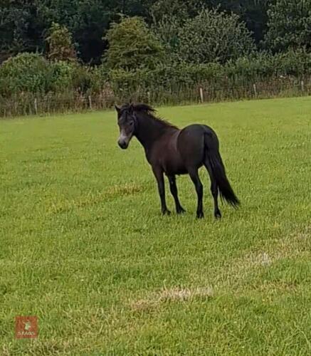 1YO IRON GREY DARTMOOR FILLY