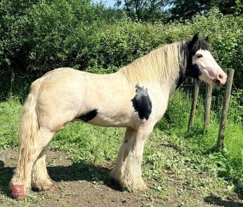3YO 13.2HH COB COLT
