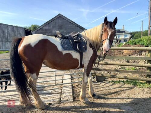 9YO IRISH COB 15.2HH MARE