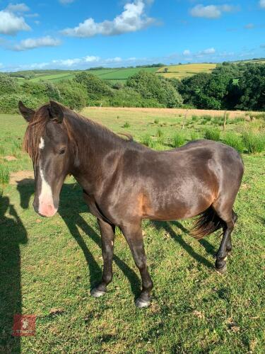 2YO 12.3HH MOORLAND COLT