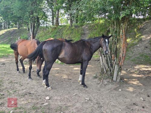 8YO 15.2HH THOROUGHBRED IN FOAL MARE