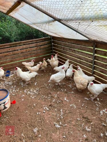 BREEDING GROUP OF PURE BRED IXWORTHS - BIDS FOR LIFE