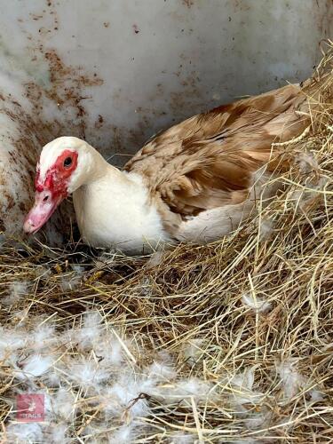 PAIR OF MUSCOVY DUCKS - BIDS PER LIFE