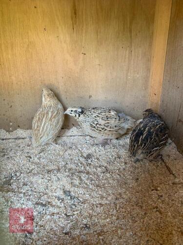 3 X 1YO QUAIL HENS - BIDS PER LIFE