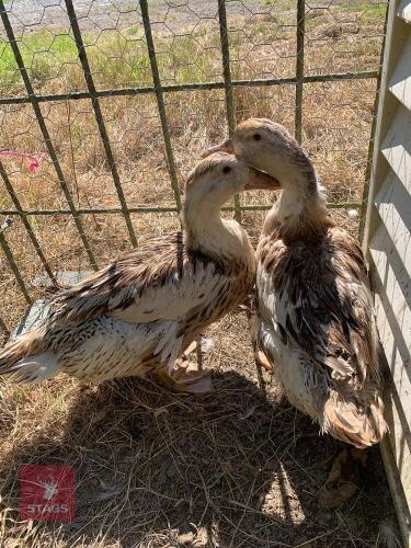 2 APPLE YARD DUCKS - BIDS PER LIFE