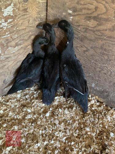 3 UNSEXED CAYUGA X RUNNER DUCKS - BIDS PER LIFE