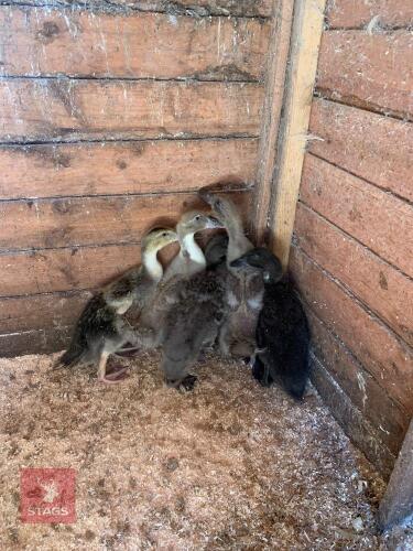 5 UNSEXED INDIAN RUNNER X DUCKS - BIDS PER LIFE