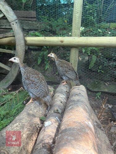 4 UNSEXED GREY PEARL GUINEA FOWL - BIDS PER LIFE