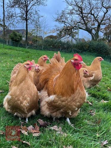 6 BUFF ORPINGTON HATCHING EGGS - BIDS FOR THE GROUP