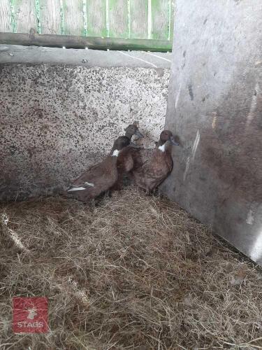 3 KHAKI CAMPBELLS - BIDS PER LIFE