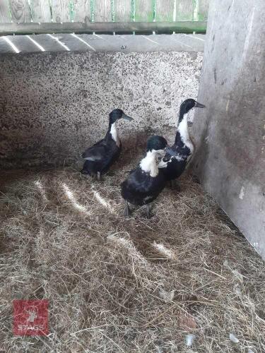 3 CHERRY VALLEY X RUNNER DUCKS - BIDS PER LIFE