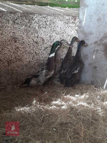 QUARTET OF CHERRY VALLEY X RUNNER DUCKS - BIDS PER LIFE