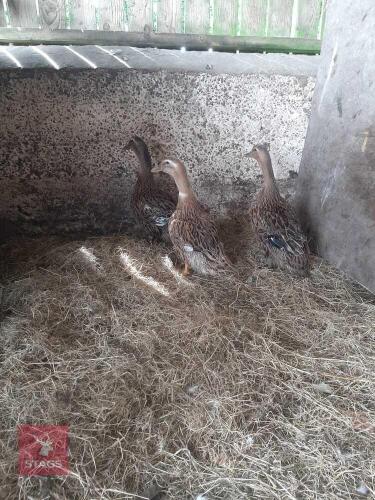 3 LARGE SILVER APPLEYARD DUCKS - BIDS PER LIFE
